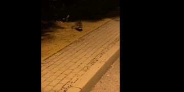 Graban a un mapache en libertad en Cabanillas del Campo