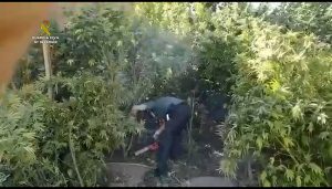 Hay menos marihuana en la Mancha conquense incautados 850 kilos y detenidas 13 personas