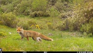Investigadores del IREC optimizan el proceso de vacunación o el fototrampeo del zorro gracias a la orina de lince