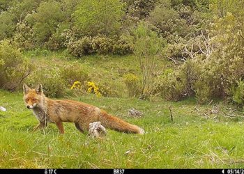 Investigadores del IREC optimizan el proceso de vacunación o el fototrampeo del zorro gracias a la orina de lince