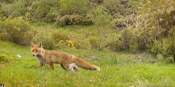 Investigadores del IREC optimizan el proceso de vacunación o el fototrampeo del zorro gracias a la orina de lince