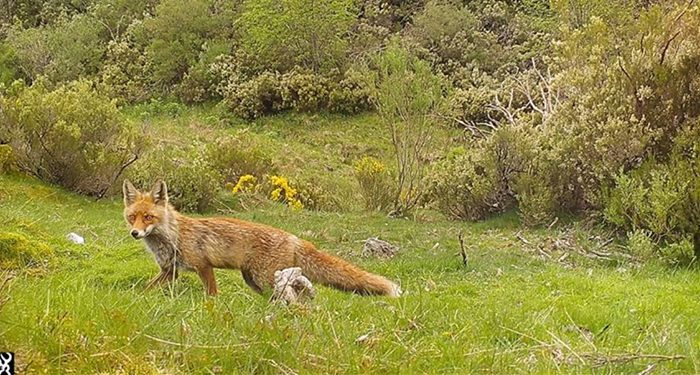 Investigadores del IREC optimizan el proceso de vacunación o el fototrampeo del zorro gracias a la orina de lince