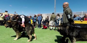 Jábaga. VII Concurso de Mastín Español