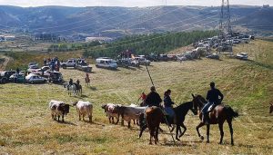Jadraque vuelve a disfrutar du su tradicional encierro por el campo de “El Pilar”