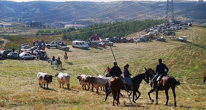 Jadraque vuelve a disfrutar du su tradicional encierro por el campo de “El Pilar”