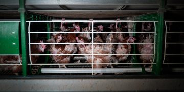 La ONG Equalia denuncia a una empresa avícola de Guadalajara por maltrato animal