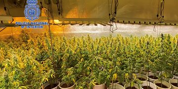 La Policía Nacional desmantela en Cabanillas del Campo una sofisticada plantación de marihuana dotada de gran capacidad de producción