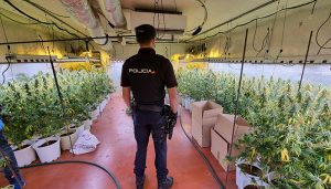 La Policía Nacional desmantela una nueva plantación “indoor” de marihuana en una nave industrial de Fontanar