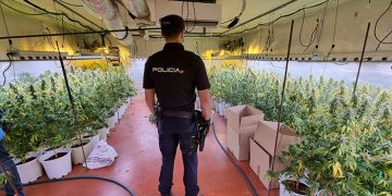 La Policía Nacional desmantela una nueva plantación “indoor” de marihuana en una nave industrial de Fontanar