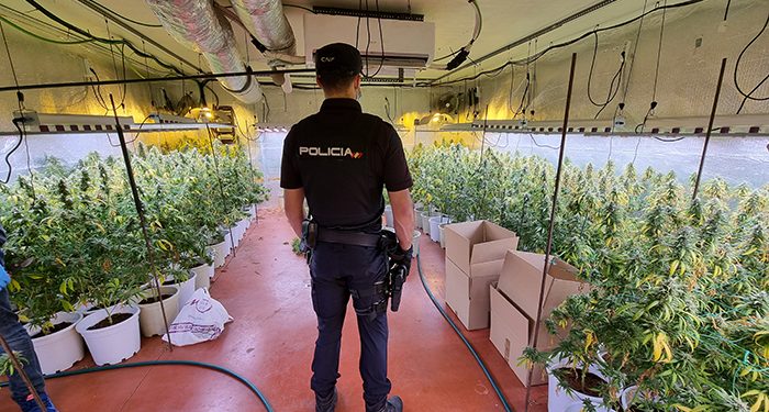 La Policía Nacional desmantela una nueva plantación “indoor” de marihuana en una nave industrial de Fontanar