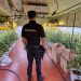 La Policía Nacional desmantela una nueva plantación “indoor” de marihuana en una nave industrial de Fontanar