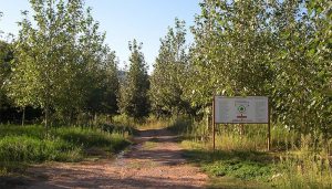 Las choperas, una masa forestal con gran potencial de producción y desarrollo sostenible