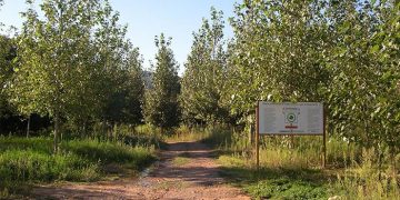 Las choperas, una masa forestal con gran potencial de producción y desarrollo sostenible