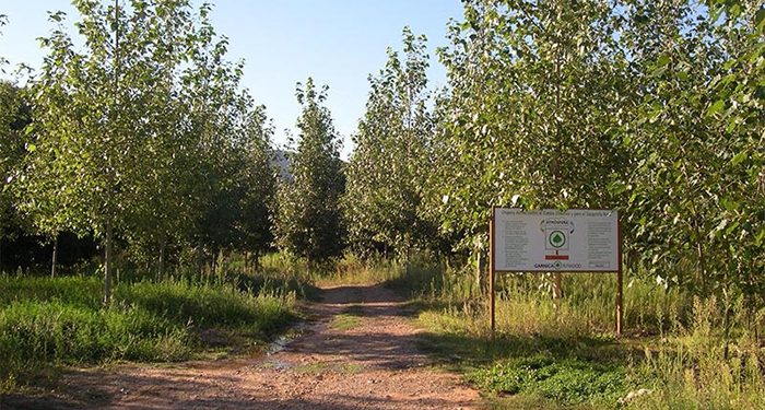 Las choperas, una masa forestal con gran potencial de producción y desarrollo sostenible
