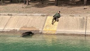 Los cazadores van a la Fiscalía hartos del ahogamiento continuo de animales en el trasvase Tajo-Segura