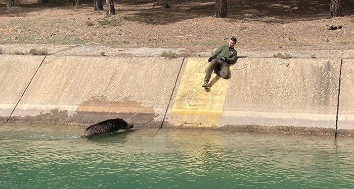 Los cazadores van a la Fiscalía hartos del ahogamiento continuo de animales en el trasvase Tajo-Segura