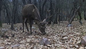 El Instituto de Investigación en Recursos Cinegéticos de la UCLM coordina el nuevo Observatorio Europeo de Fauna Silvestre