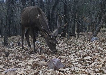 El Instituto de Investigación en Recursos Cinegéticos de la UCLM coordina el nuevo Observatorio Europeo de Fauna Silvestre