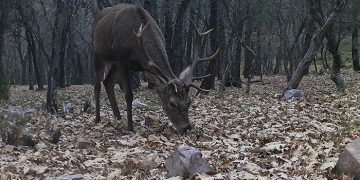 El Instituto de Investigación en Recursos Cinegéticos de la UCLM coordina el nuevo Observatorio Europeo de Fauna Silvestre