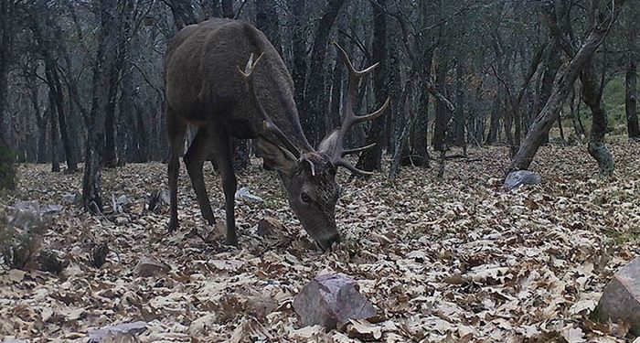 El Instituto de Investigación en Recursos Cinegéticos de la UCLM coordina el nuevo Observatorio Europeo de Fauna Silvestre