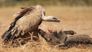Más de 400 profesionales participan en las jornadas sobre zoonosis emergentes organizadas por el IREC