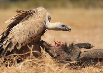 Más de 400 profesionales participan en las jornadas sobre zoonosis emergentes organizadas por el IREC