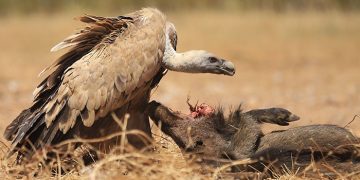 Más de 400 profesionales participan en las jornadas sobre zoonosis emergentes organizadas por el IREC
