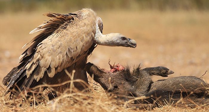 Más de 400 profesionales participan en las jornadas sobre zoonosis emergentes organizadas por el IREC