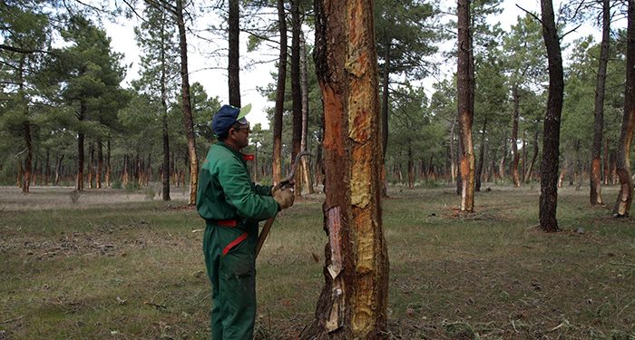 Nace un laboratorio experimental para mejorar el aprovechamiento de la resina