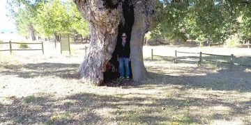 ¡Qué árboles!. El olmo de Collados y el dios de Pajares