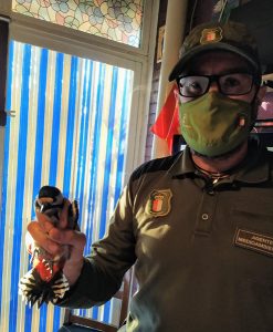 Agentes Medioambientes de Guadalajara trasladan un Pico Picapinos al Centro de Recuperación de Fauna