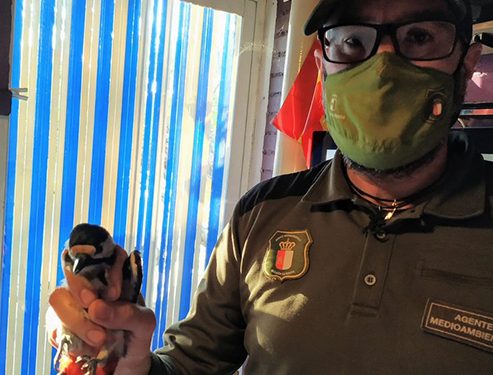 Agentes Medioambientes de Guadalajara trasladan un Pico Picapinos al Centro de Recuperación de Fauna 1 Agentes Medioambientes de Guadalajara trasladan un Pico Picapinos al Centro de Recuperación de Fauna
