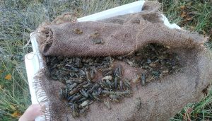 Cangrejos de río de Guadalajara para repoblar ríos de Albacete