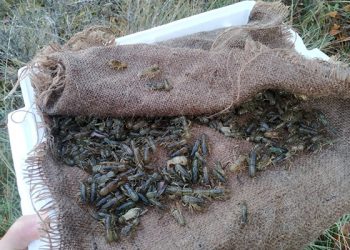 Cangrejos de río de Guadalajara para repoblar ríos de Albacete