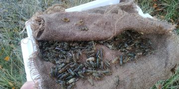Cangrejos de río de Guadalajara para repoblar ríos de Albacete