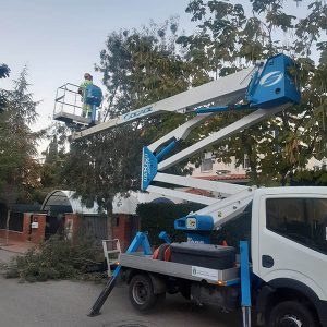 Comienza la campaña de poda en el arbolado público de Cabanillas