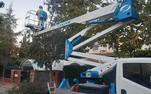 Comienza la campaña de poda en el arbolado público de Cabanillas