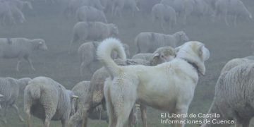 Cuarta etapa. Las Majadas a Villalba