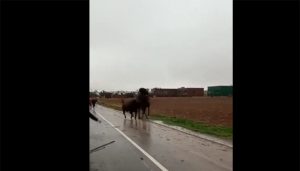 Guadalajara Antitaurina denuncia con un terrible vídeo el ensañamiento de un toro contra un caballo sin protección en el encierro de Torija