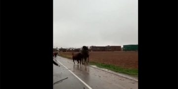 Guadalajara Antitaurina denuncia con un terrible vídeo el ensañamiento de un toro contra un caballo sin protección en el encierro de Torija