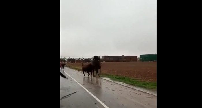 Guadalajara Antitaurina denuncia con un terrible vídeo el ensañamiento de un toro contra un caballo sin protección en el encierro de Torija