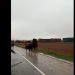 Guadalajara Antitaurina denuncia con un terrible vídeo el ensañamiento de un toro contra un caballo sin protección en el encierro de Torija