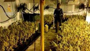 La Guardia Civil desmantela en estas ultimas semanas cuatro plantaciones de marihuana en las localidades de El Casar, Alovera y Valdeaveruelo