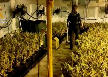 La Guardia Civil desmantela en estas ultimas semanas cuatro plantaciones de marihuana en las localidades de El Casar, Alovera y Valdeaveruelo