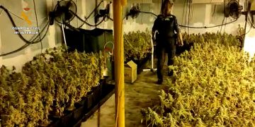 La Guardia Civil desmantela en estas ultimas semanas cuatro plantaciones de marihuana en las localidades de El Casar, Alovera y Valdeaveruelo