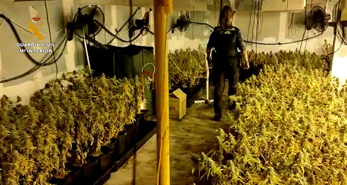 La Guardia Civil desmantela en estas ultimas semanas cuatro plantaciones de marihuana en las localidades de El Casar, Alovera y Valdeaveruelo