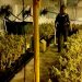 La Guardia Civil desmantela en estas ultimas semanas cuatro plantaciones de marihuana en las localidades de El Casar, Alovera y Valdeaveruelo 3 La Guardia Civil desmantela en estas ultimas semanas cuatro plantaciones de marihuana en las localidades de El Casar, Alovera y Valdeaveruelo