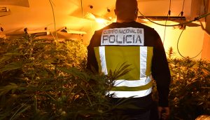 La Policía Nacional desarticula dos organizaciones dedicadas al cultivo de marihuana en Uceda y Madrid