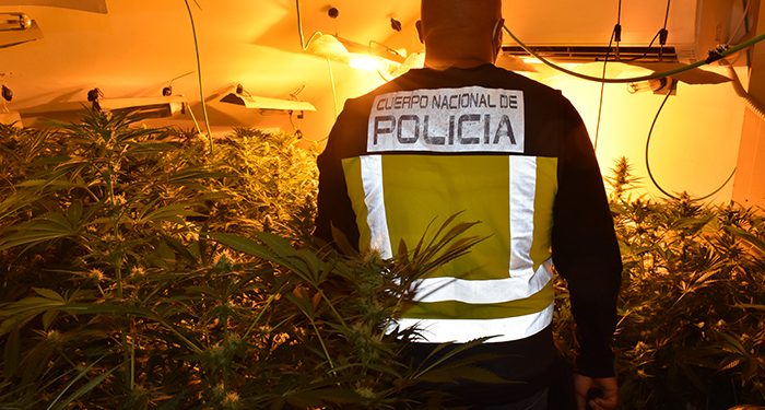 La Policía Nacional desarticula dos organizaciones dedicadas al cultivo de marihuana en Uceda y Madrid 1 La Policía Nacional desarticula dos organizaciones dedicadas al cultivo de marihuana en Uceda y Madrid