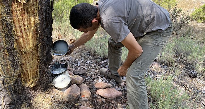 Resinlab un impulso innovador al tradicional oficio de la resinación